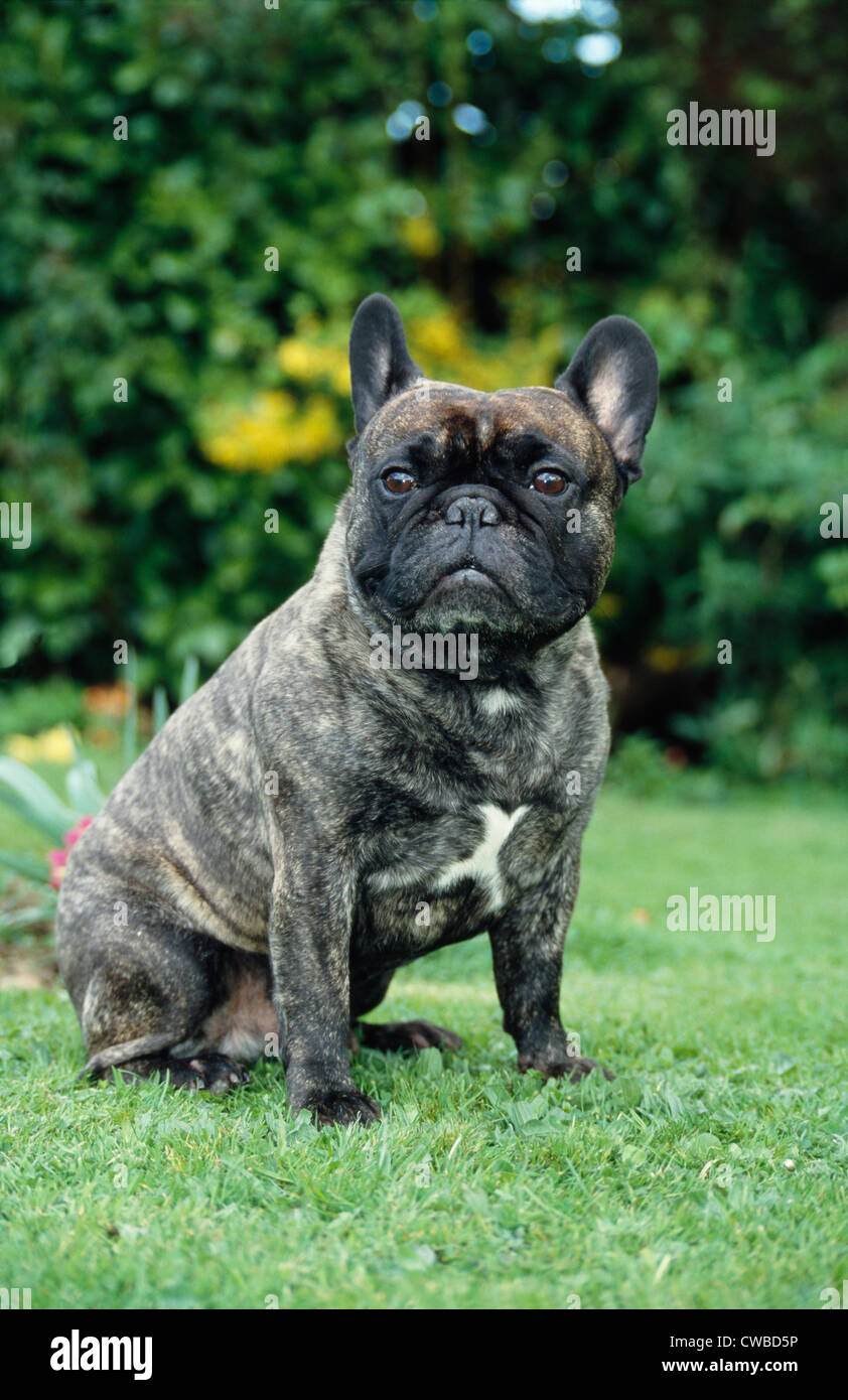 Tomkings Kennel Bulldog Puppies Black And White Brindle French