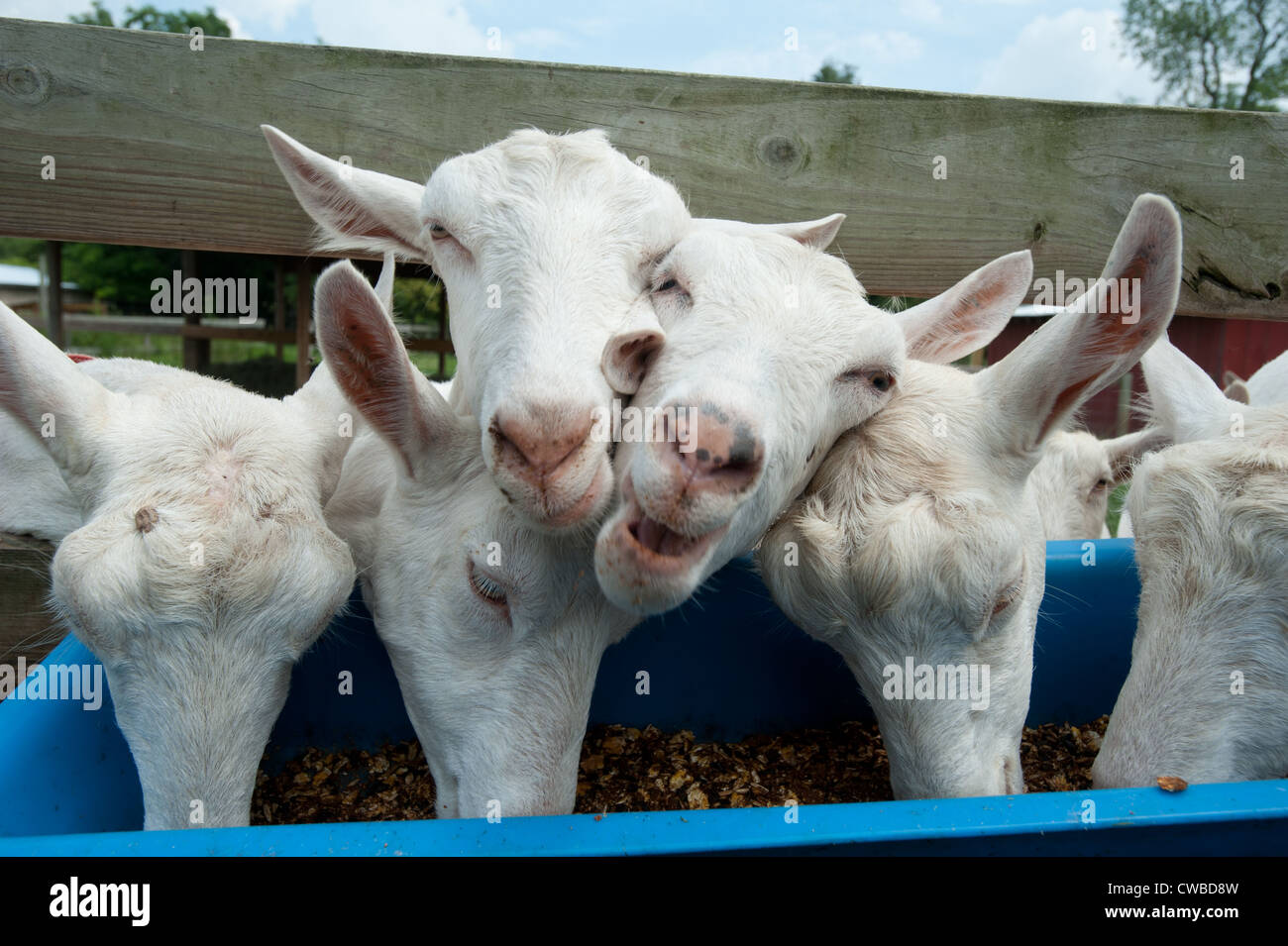 Dairy goat farm breeder and cheese producers Stock Photo