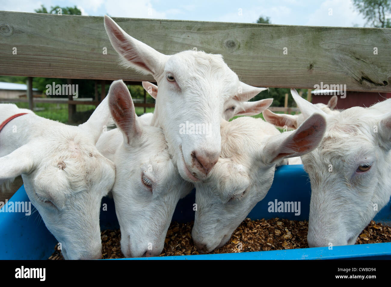 Dairy goat farm breeder and cheese producers Stock Photo