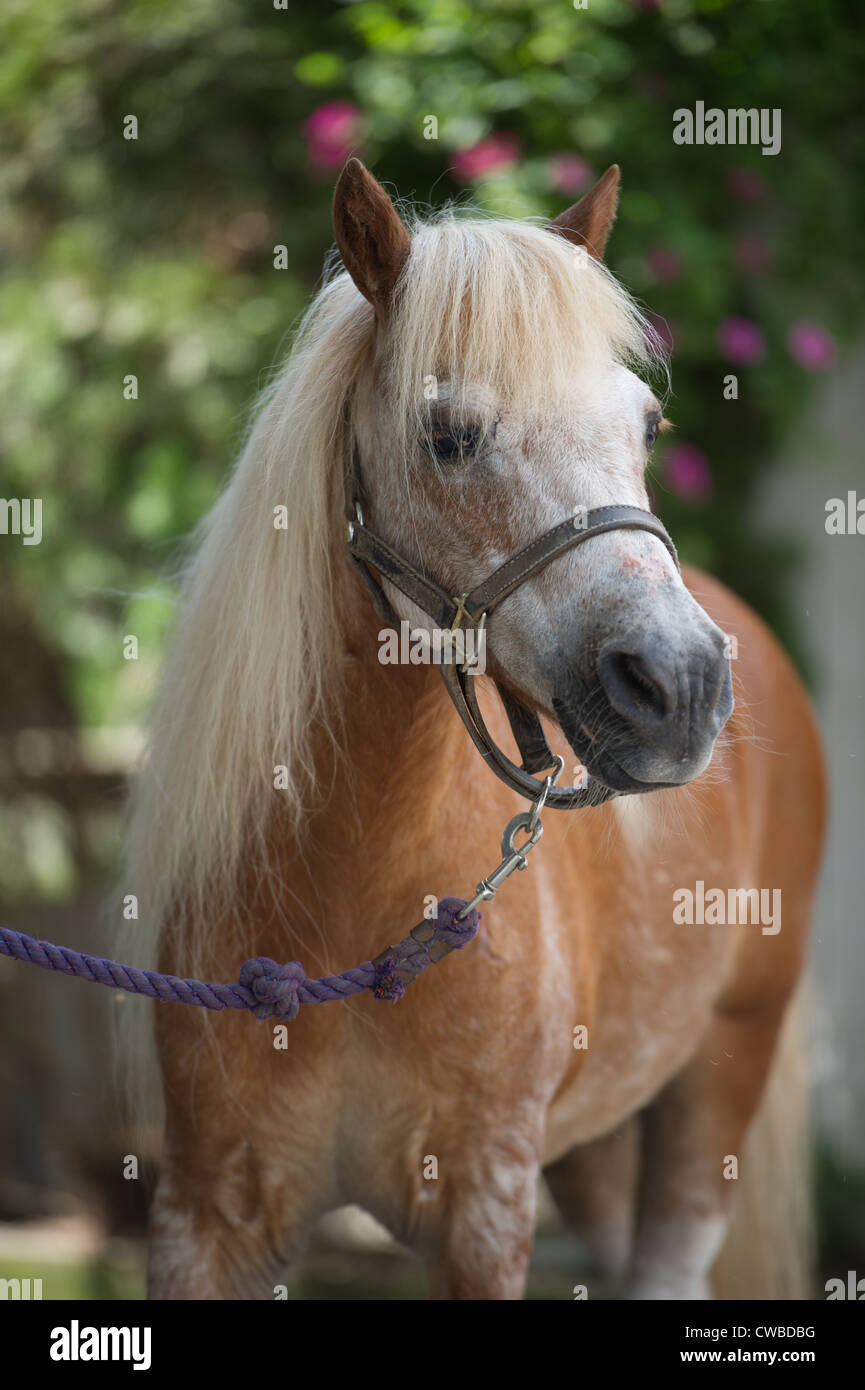 Horseback riding at equestrian stables Stock Photo