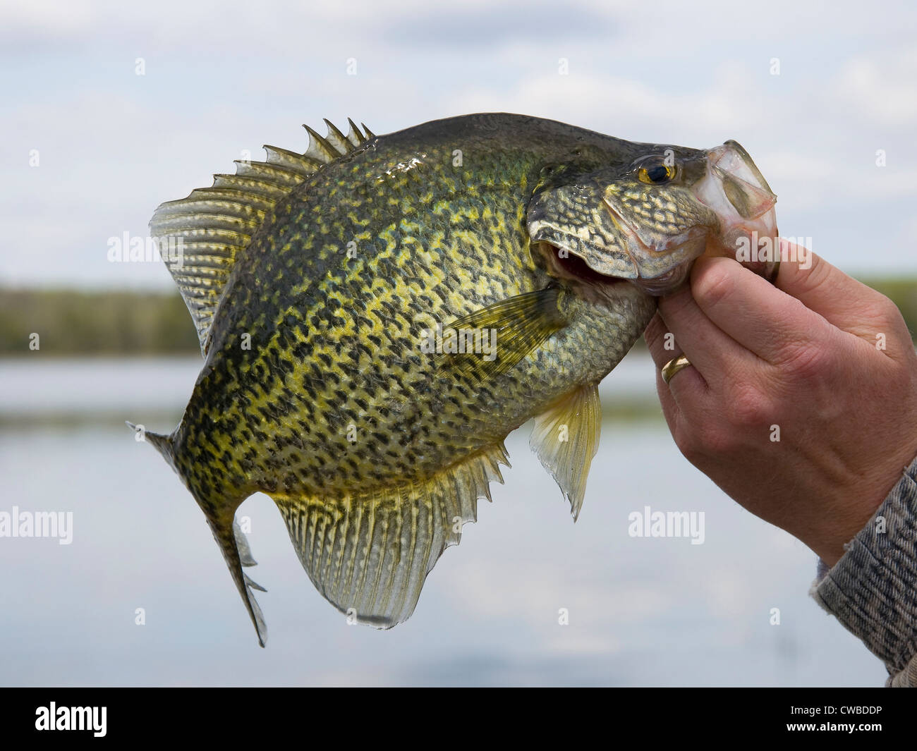 Black Crappies Stock Photo