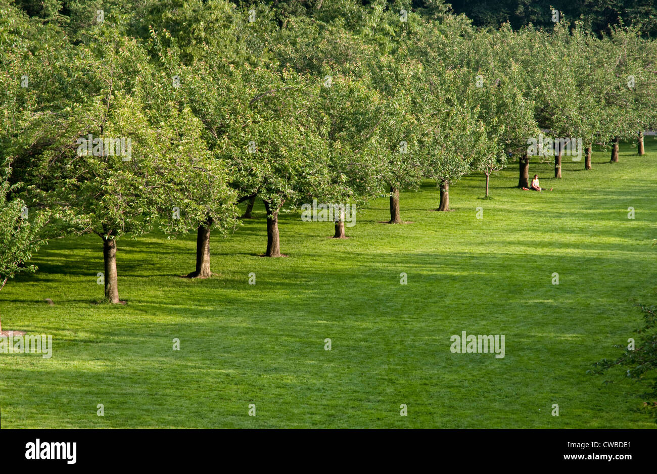 Rows of cherry blossom trees in summer at the Brooklyn Botanic Garden Stock Photo