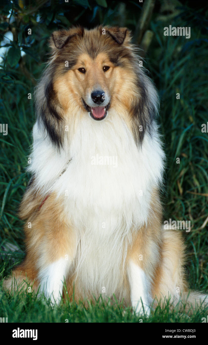 FRONT VIEW OF BEAUTIFUL ROUGH COLLIE SITTING IN YARD Stock Photo - Alamy