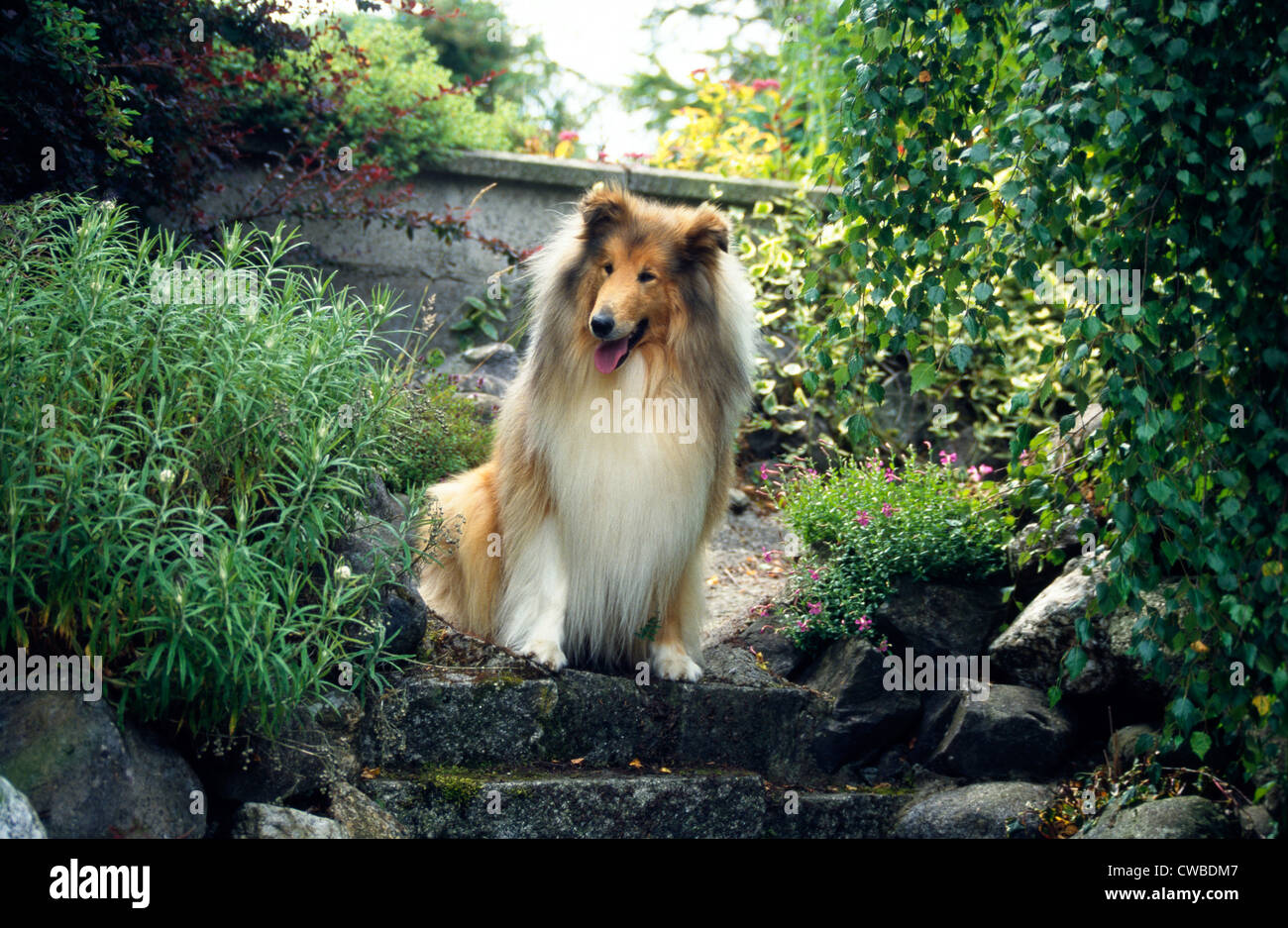 BEAUTIFUL ROUGH COLLIE SITTING ON STEPS Stock Photo Alamy