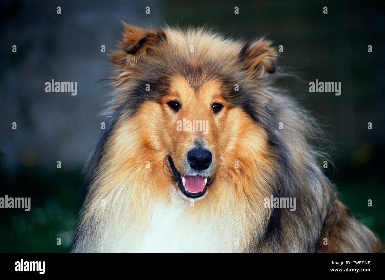 Lassie famous rough collie movie star dog poses in woodland 8x10 inch photo