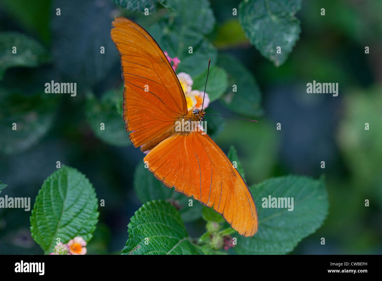 Julia Heliconia butterfly (Dryas iulia) extracting nectar from a flower at The Butterfly Farm, Costa Rica. Stock Photo