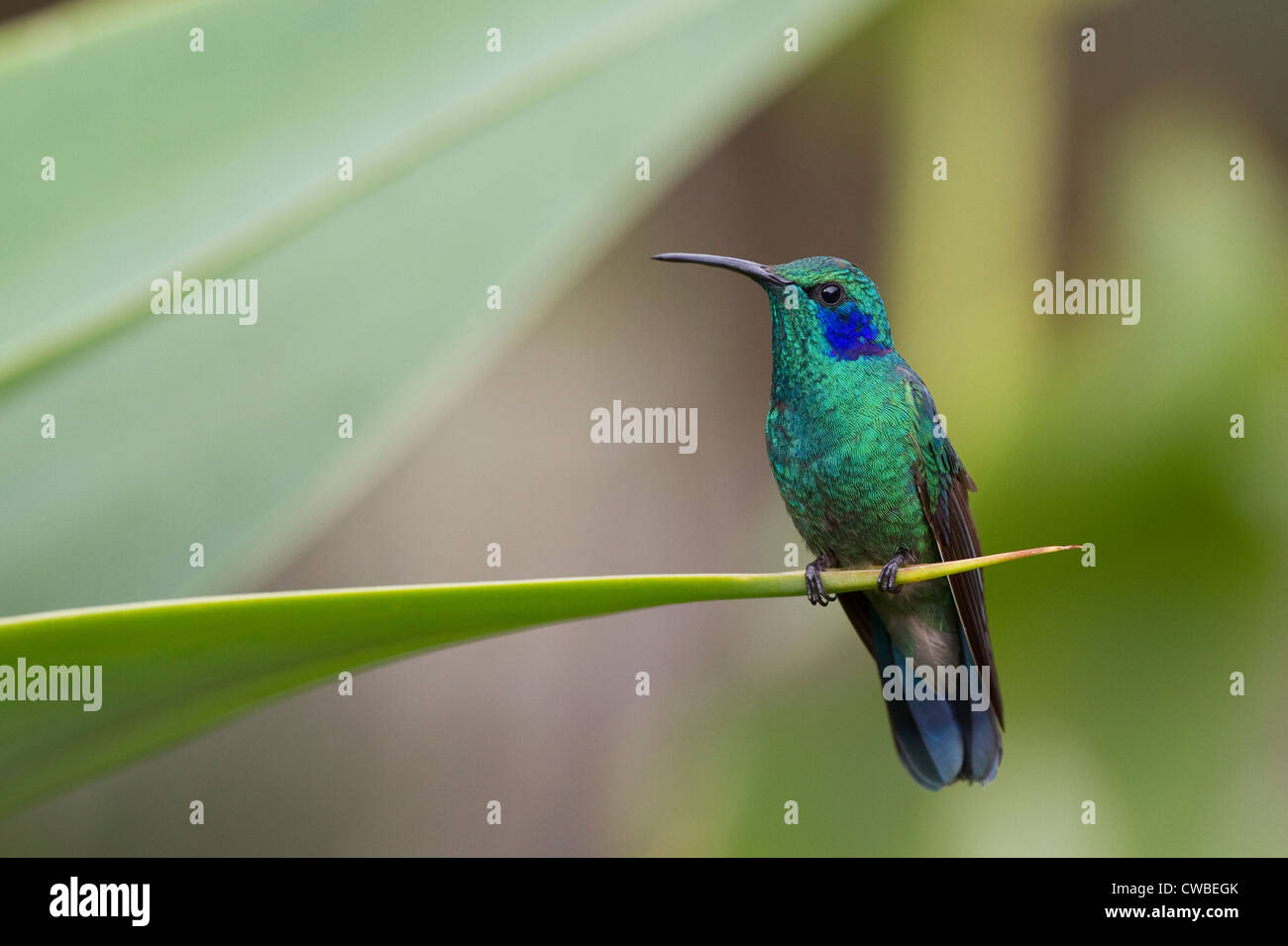 Green Violet-ear (Colibri thalassinus) on a cactus spear on grounds of Savegre Mountain Lodge, San Gerardo de Dota, Costa Rica. Stock Photo