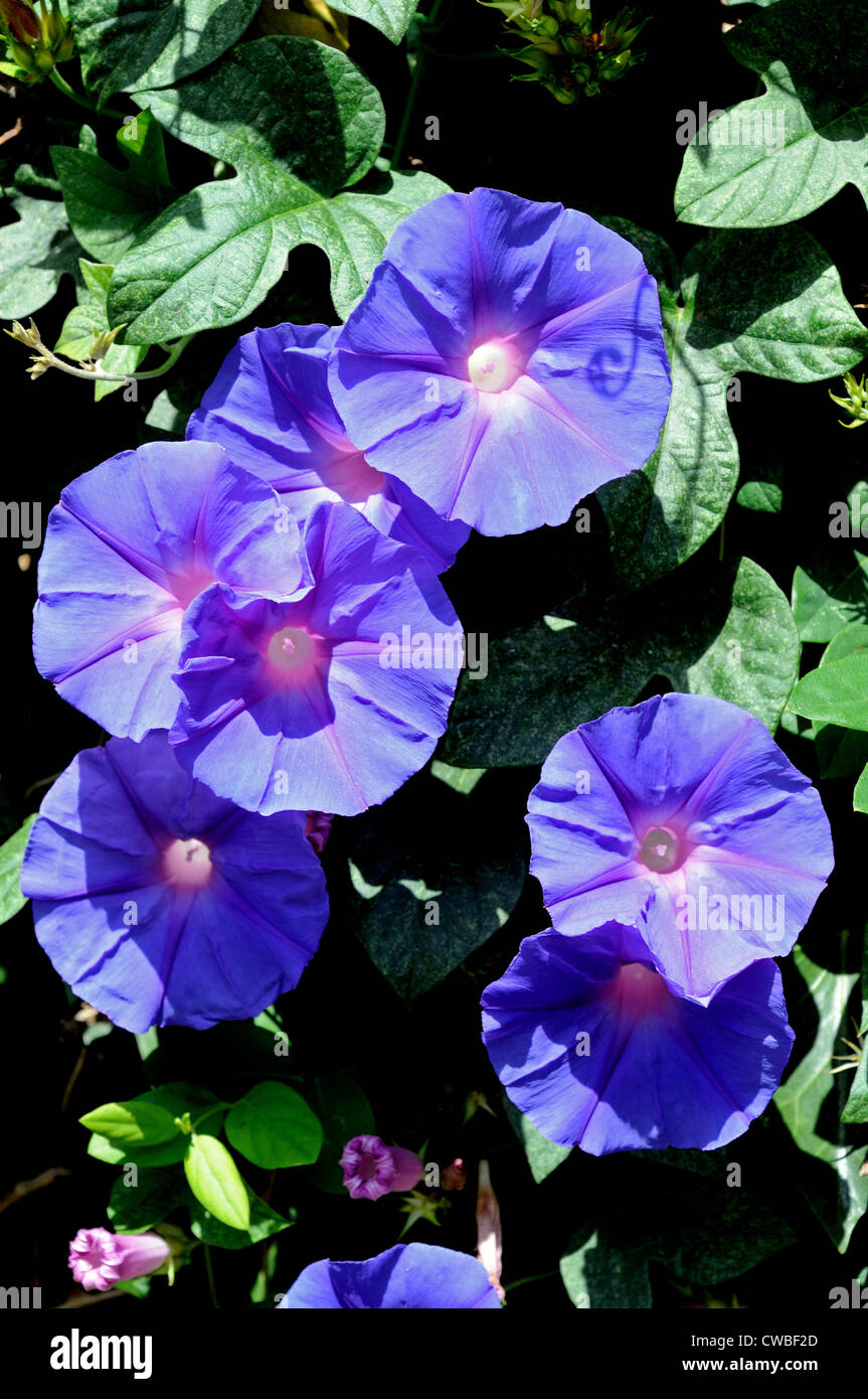 Purple Morning Glory flower in full bloom, Andalusia, Spain, Western Europe. Stock Photo
