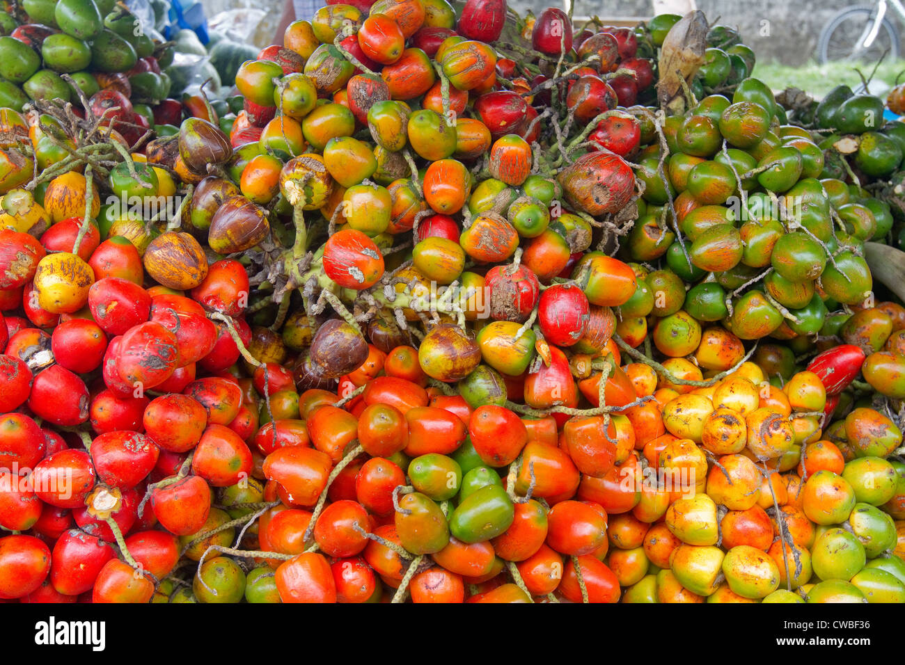 Peach palm hi-res stock photography and images - Alamy