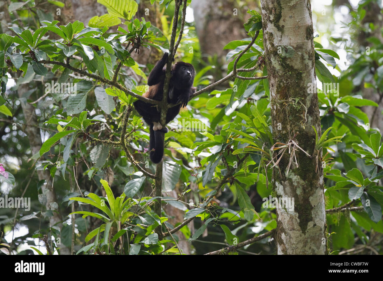Mantled Howler Monkey (Alouatta palliata) in tree beside Sarapiqui River, Puerto Viejo de Sarapiqui, Heredia, Costa Rica Stock Photo