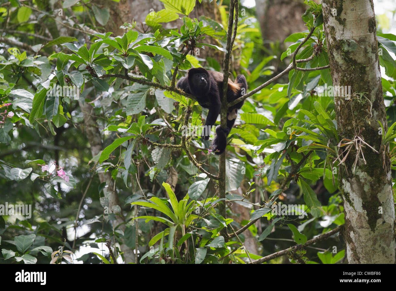 Mantled Howler Monkey (Alouatta palliata) in tree beside Sarapiqui River, Puerto Viejo de Sarapiqui, Heredia, Costa Rica Stock Photo