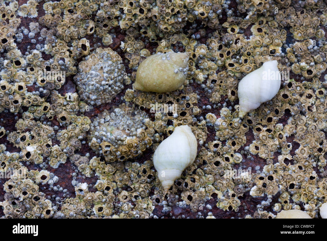 res stock photography and images Biology Diagrams