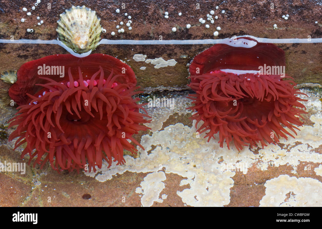 Red Sea anemones and a Limpet on a rock in shallow water Stock Photo
