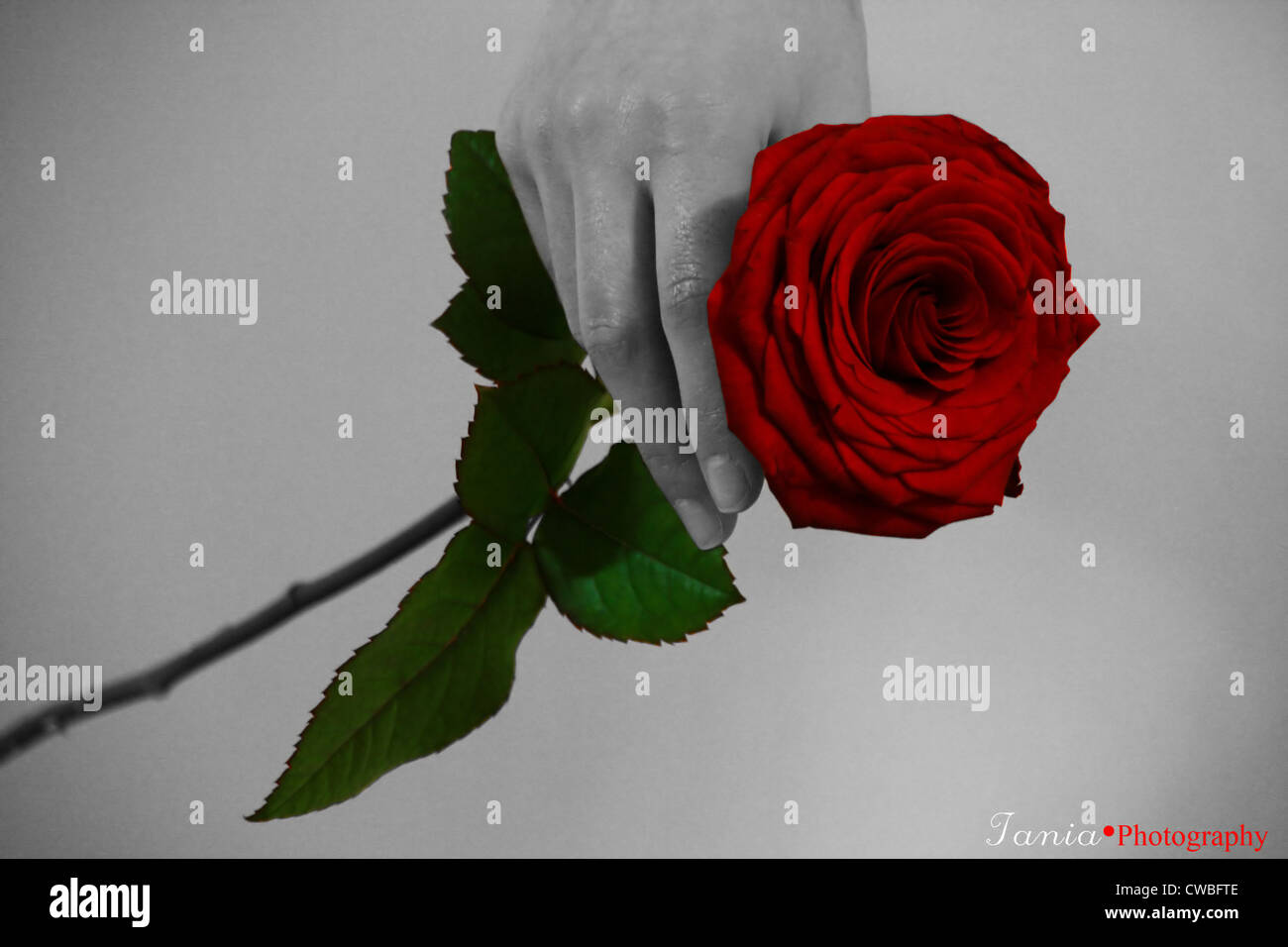 Single red rose flower isolated on white background Stock Photo - Alamy