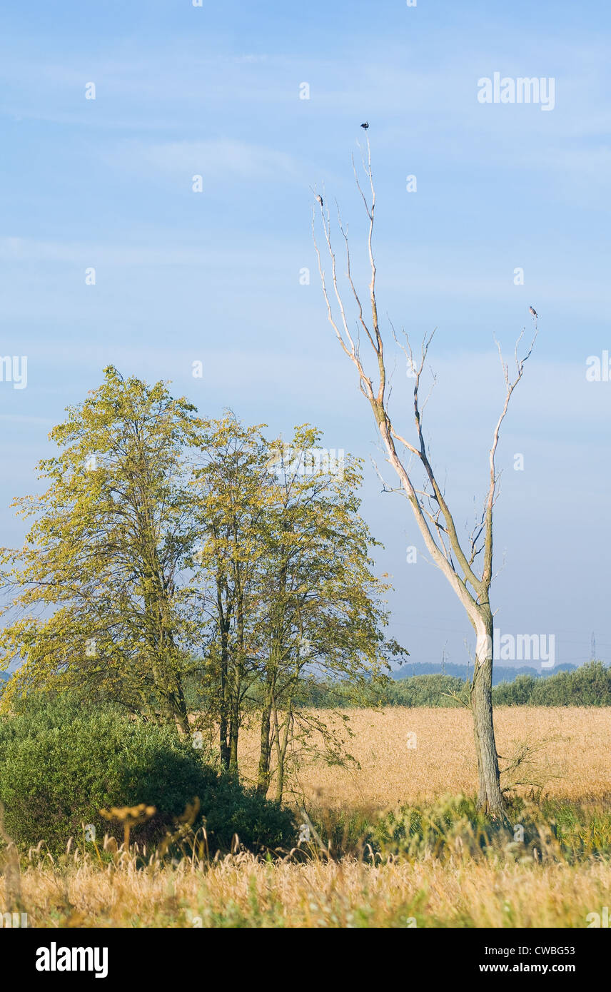 Field and tree Stock Photo - Alamy