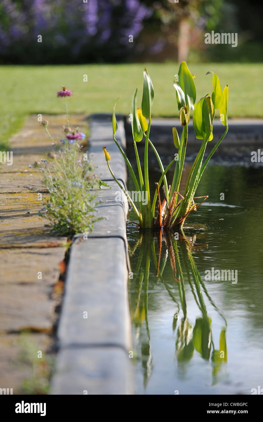 A lead lined pond with Bog Arum Lilies in an English garden UK Stock