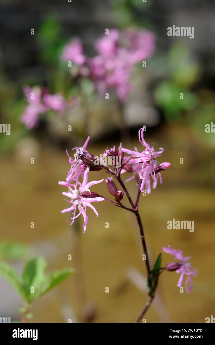 The water meadow plant Ragged Robin growing by a garden pond UK Stock Photo
