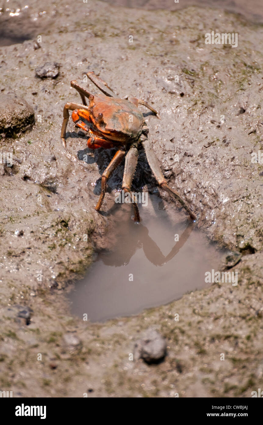 red mud crab Stock Photo