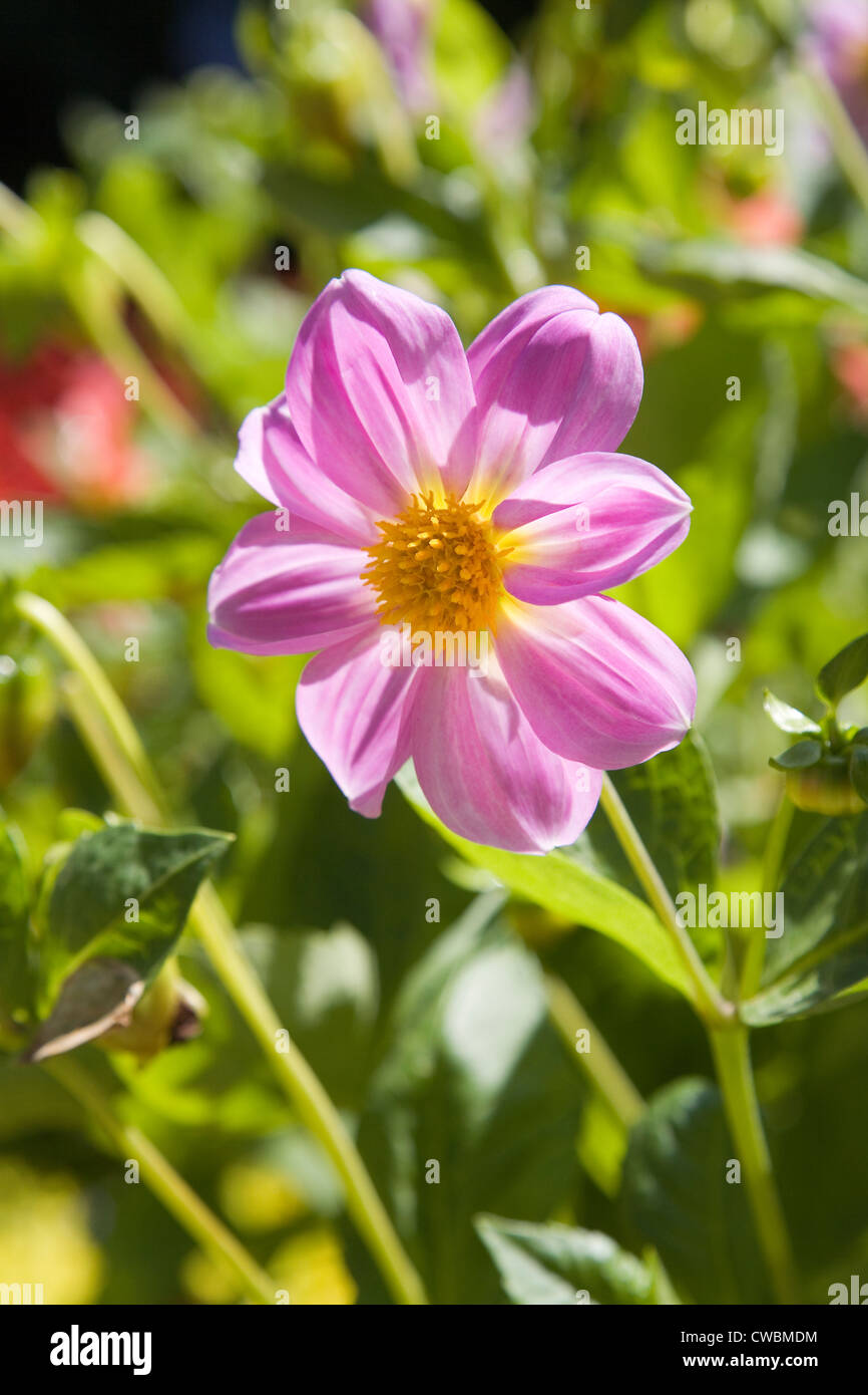 Flower dahlia garden hi-res stock photography and images - Alamy