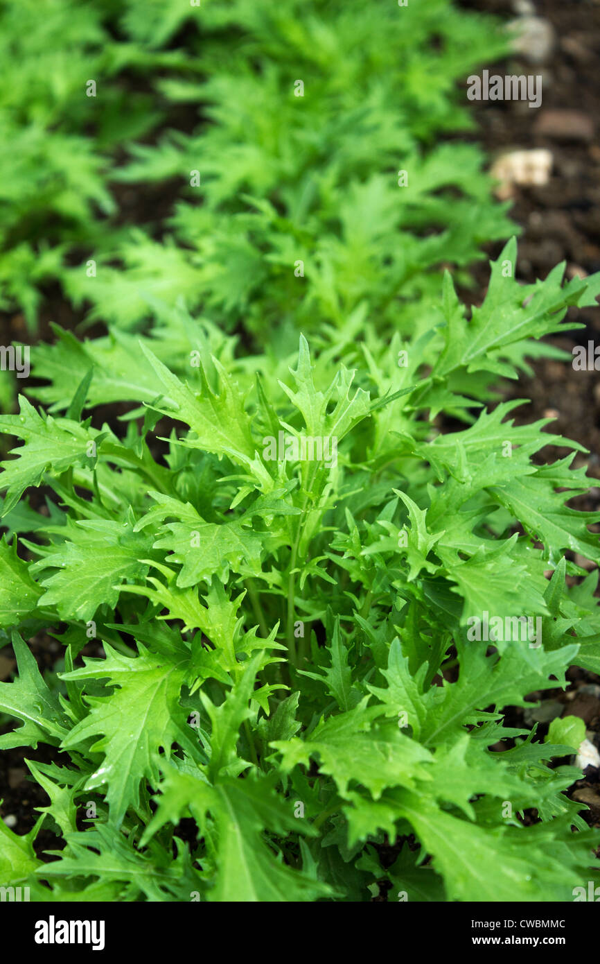 A row of fresh Mizuna growing in a vegetable plot Stock Photo