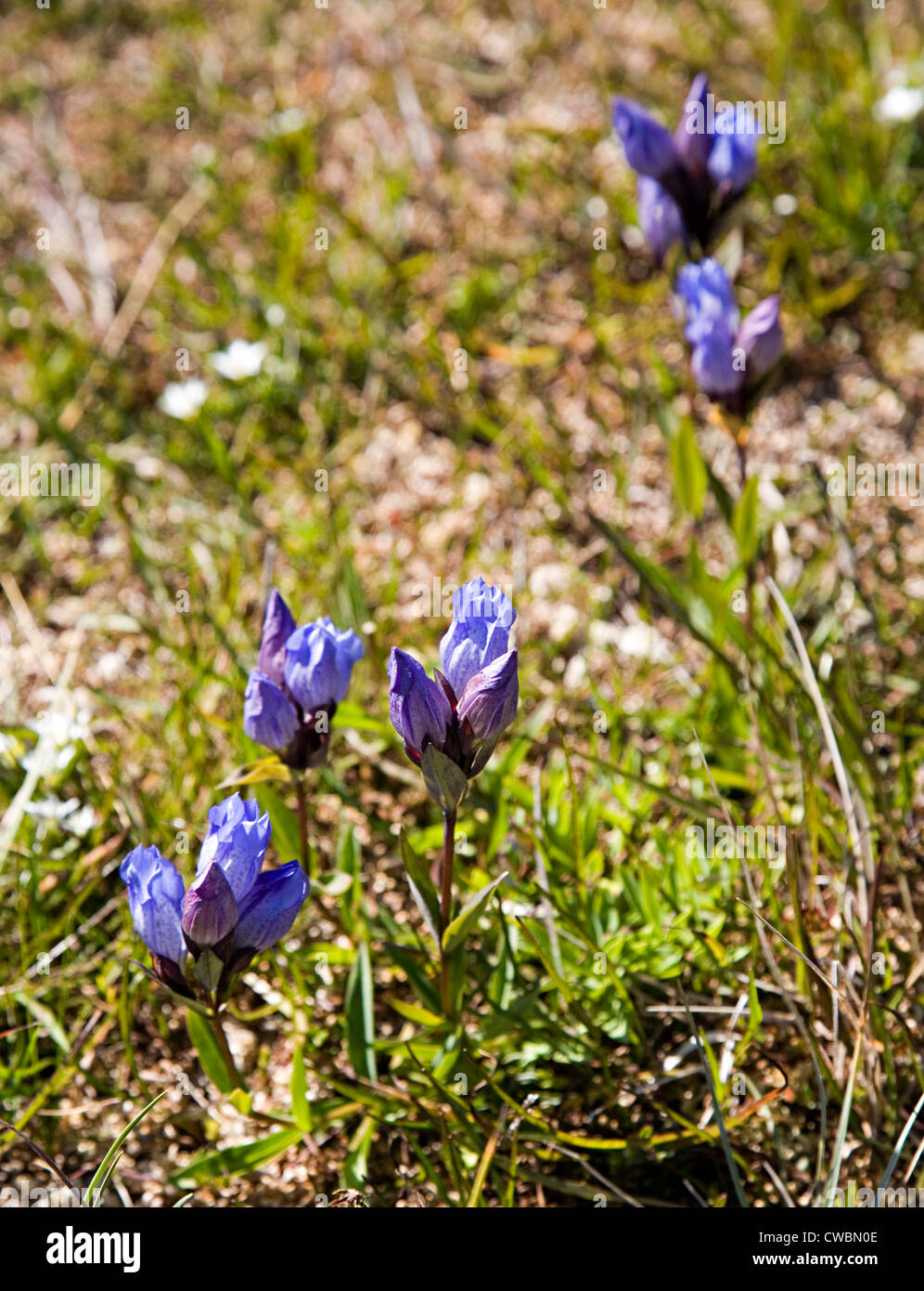 King Gentian, Gentiana sceptrum, blue flowers in the shorepine bog, Pacific coast, Vancouver island, Canada Stock Photo