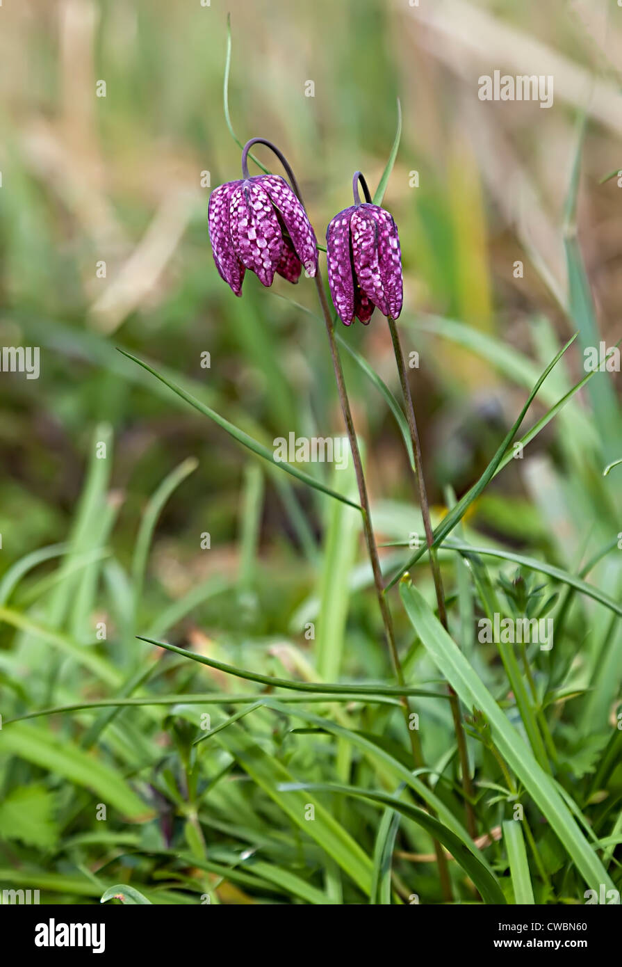 Fritillaria meleagris the Snakes Head Fritillary flower in boggy ground, UK Stock Photo