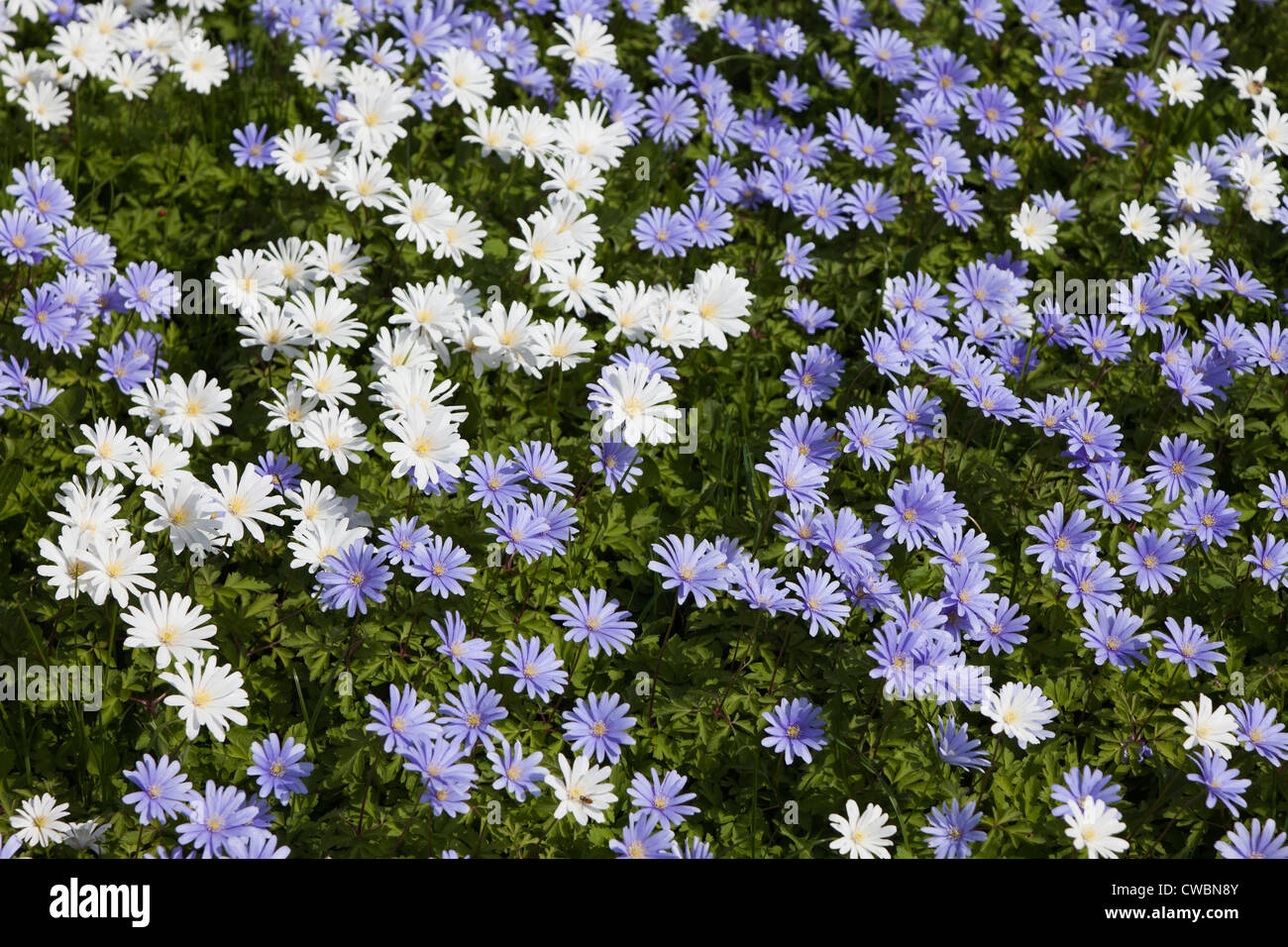 Blue Anemone, Anemone apennina, Hampshire, England, UK Stock Photo - Alamy