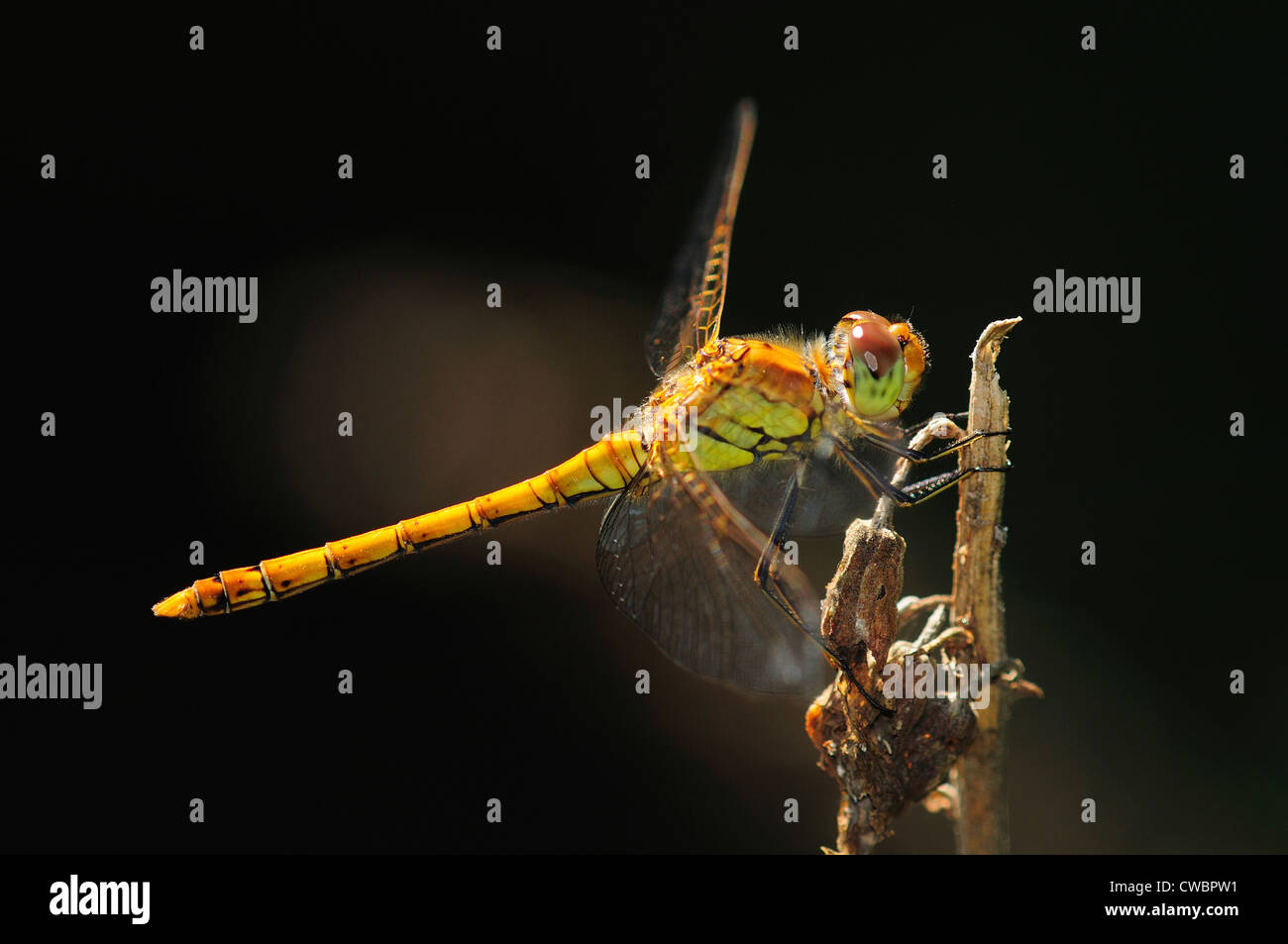 A common darter dragonfly UK Stock Photo