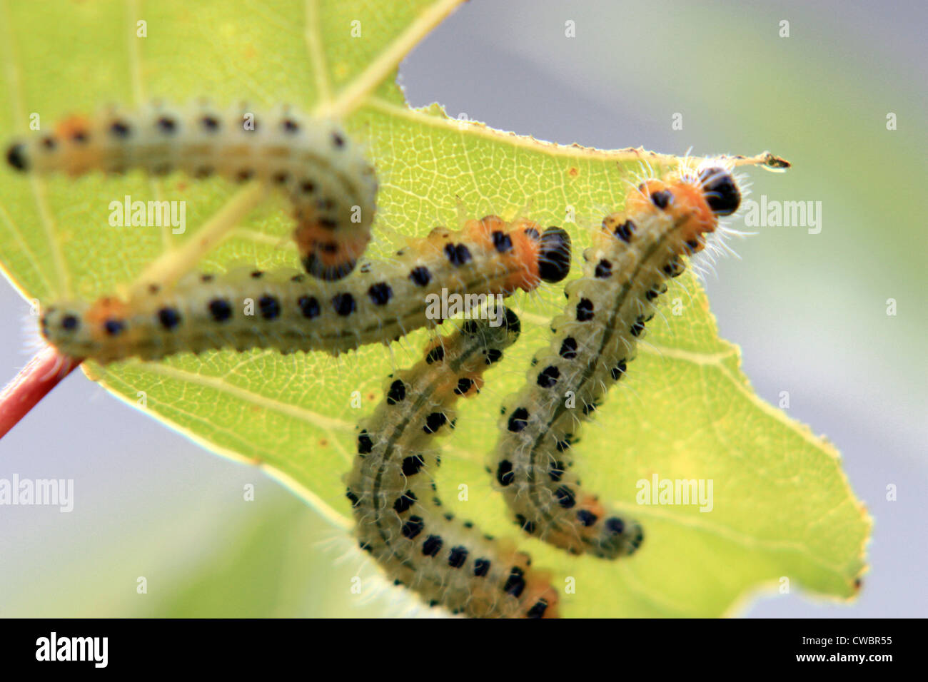 Caterpillars Stock Photo