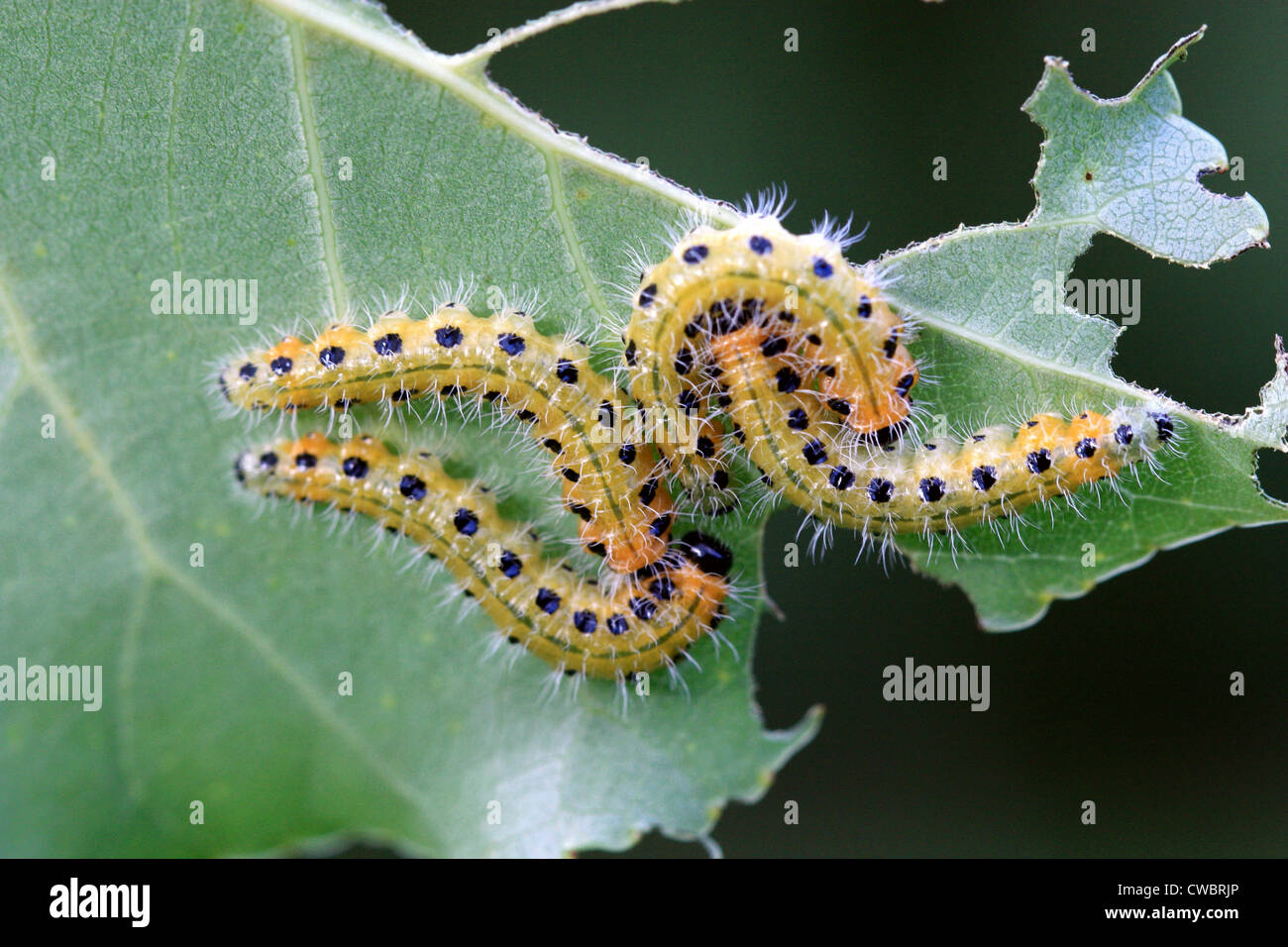 Caterpillars Stock Photo