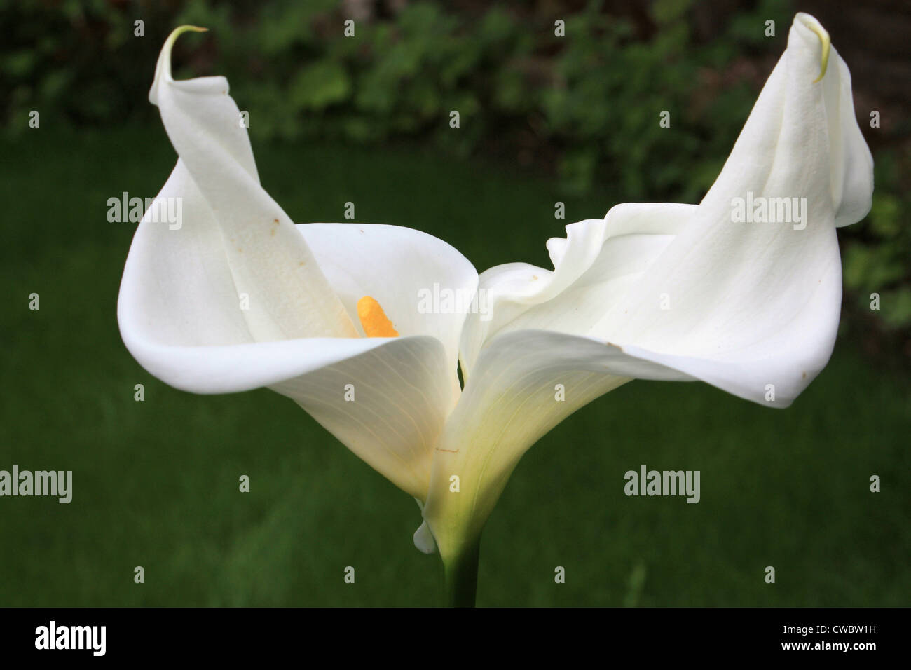 Exrtemely Rare (Double Headed) Arum Lily Stock Photo