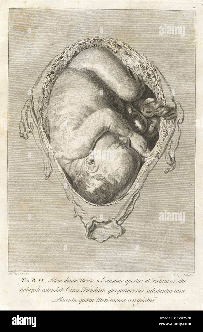Fully developed human fetus in utero. Engraving from William Hunter's THE ANATOMY OF THE HUMAN GRAVID UTERUS, 1774. Hunter was Stock Photo