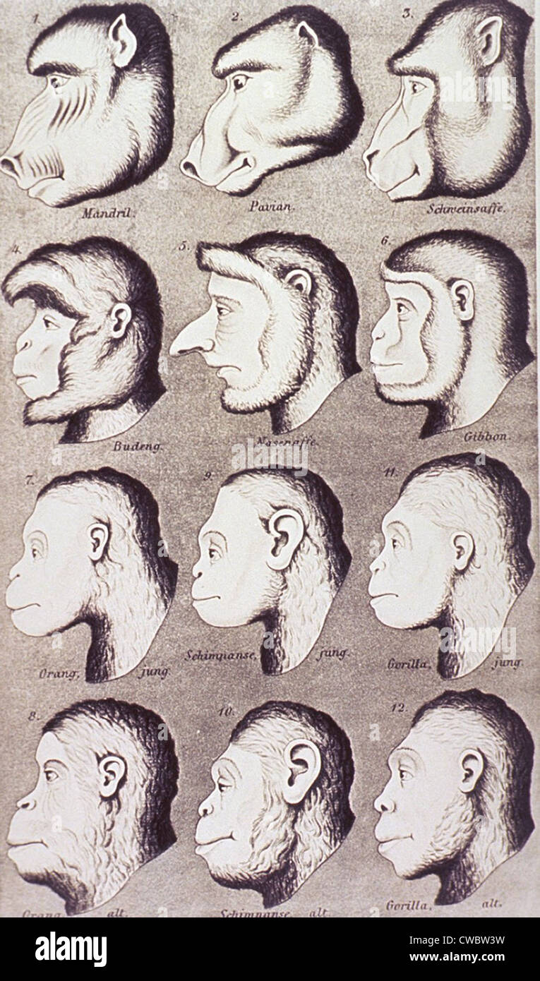 A series of primate heads progressively develop to more human-like features. From Ernest Haeckel's 1868 popular illustrated Stock Photo