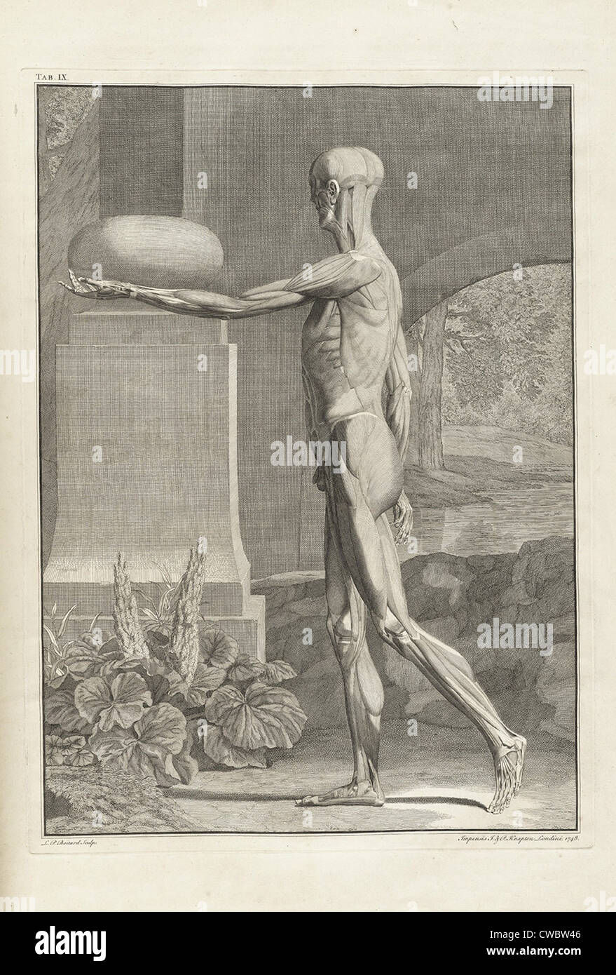 Musculature plate from 18th century anatomy treatise by Bernhard Albinus, with engravings by Jan Wandelaar (1690-1759). The Stock Photo