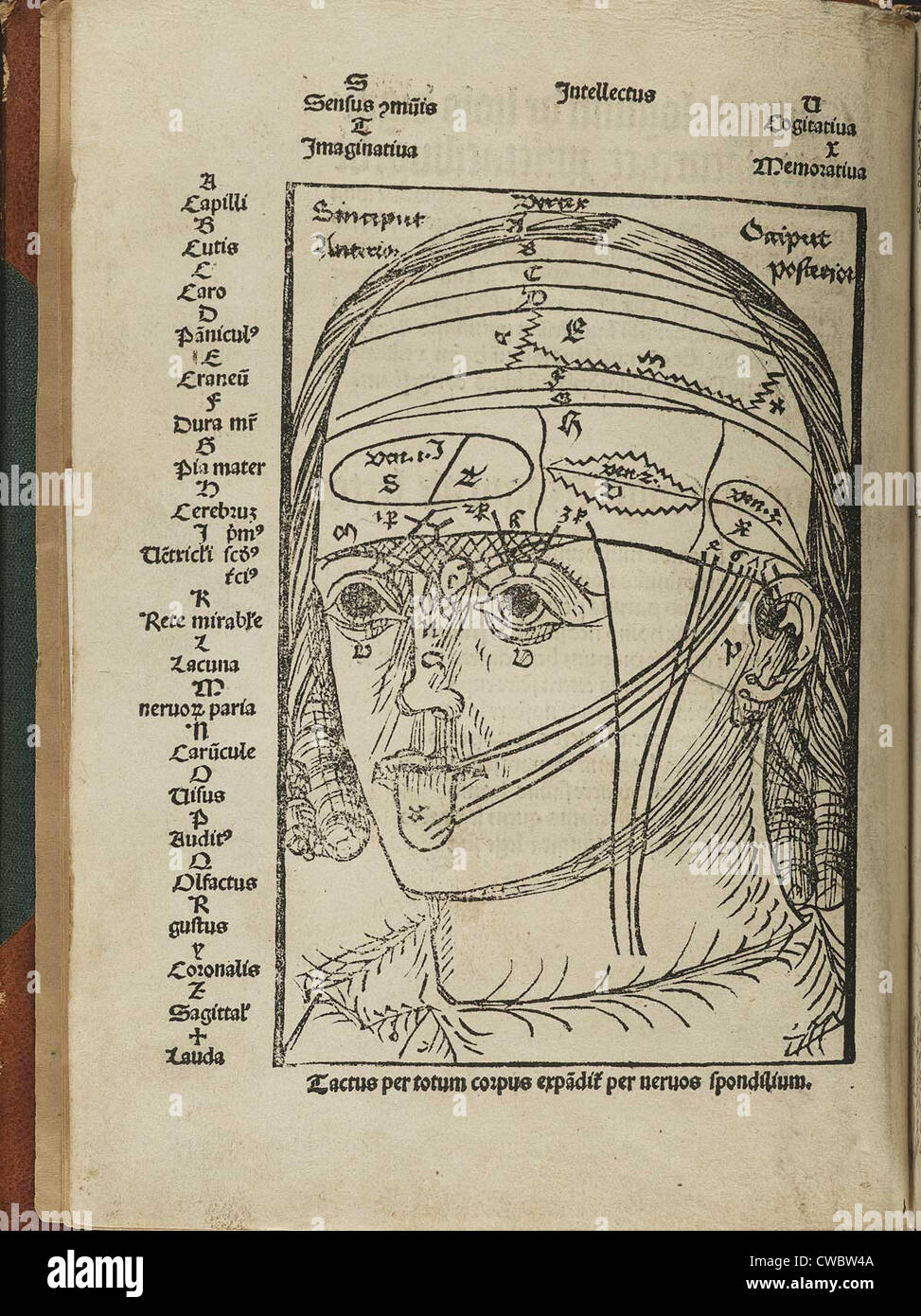A human head indicating areas of the brain that correspond to the senses. From Magnus Hundt's ANTROPOLIUM, published in Leipzig Stock Photo