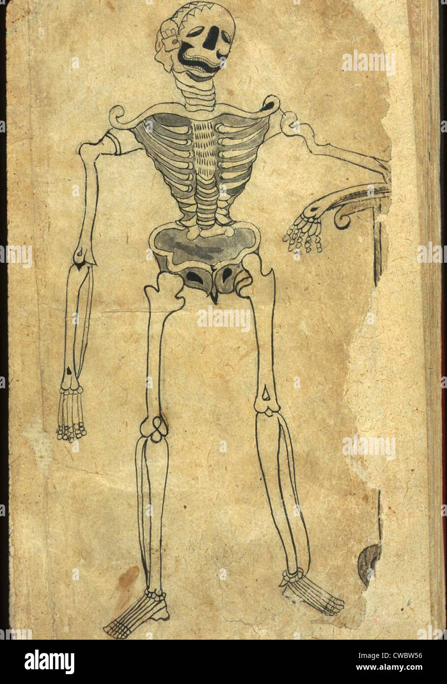 Human skeleton leaning on a scythe, drawn in ink and light-gray wash from a Persian translation of an Arabic medical book. The Stock Photo