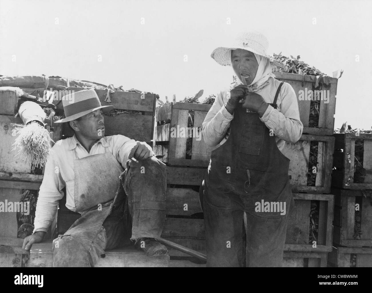Japanese-Americans agricultural workers packing broccoli near Guadalupe, California. March 1937 photograph by Dorothea Lange. Stock Photo