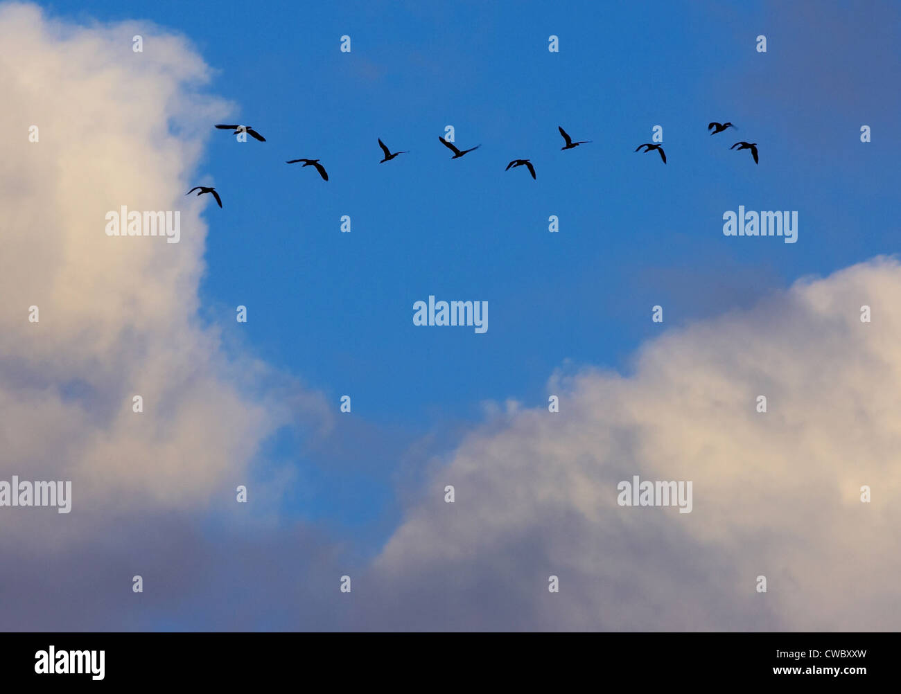 Birds in the blue sky with white clouds Stock Photo - Alamy