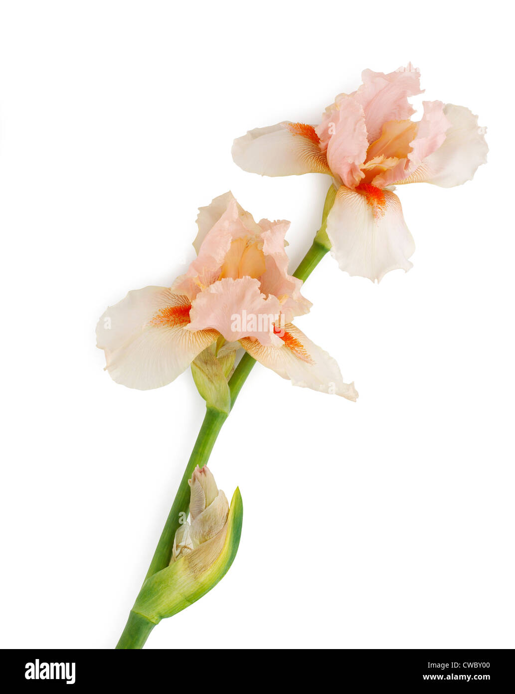 Iris flower Stock Photo