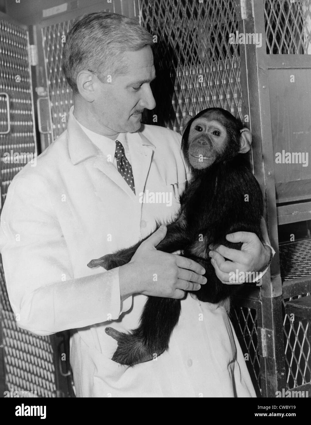 Dr. Albert B. Sabin holding a chimpanzee in Cincinnati research laboratory. He was developing a live-virus vaccine for polio to Stock Photo