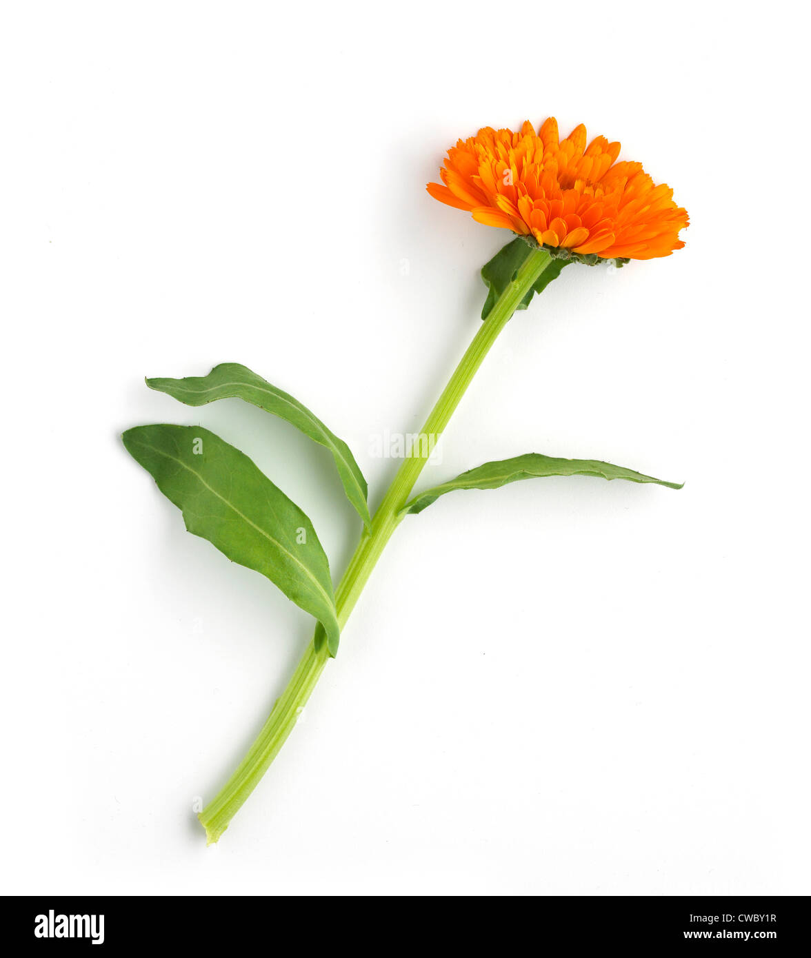 Single orange flower Stock Photo