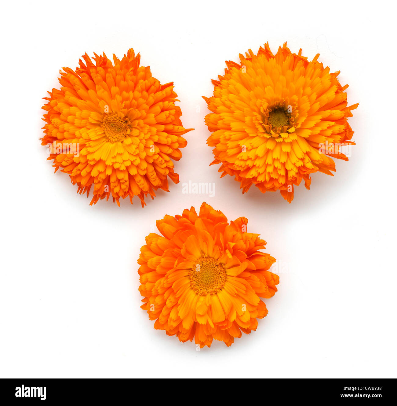 Overview of Three Orange flowers Stock Photo