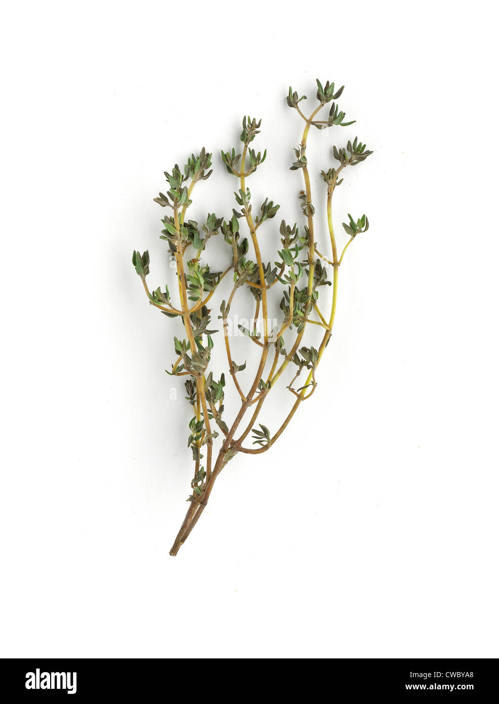 Branch of Thyme Stock Photo Alamy