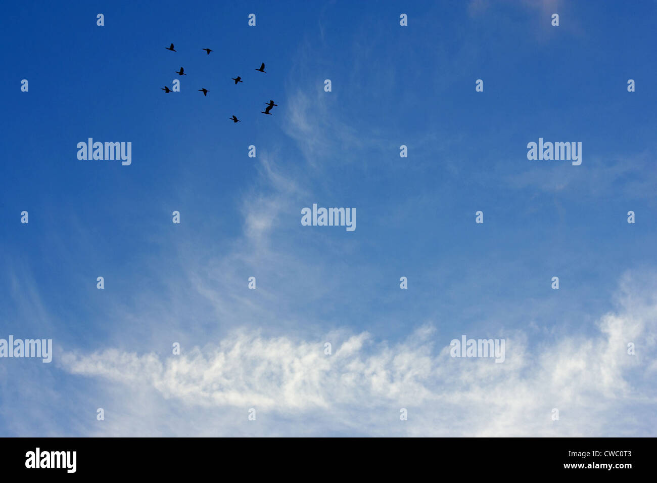 Birds in the blue sky with white clouds Stock Photo - Alamy