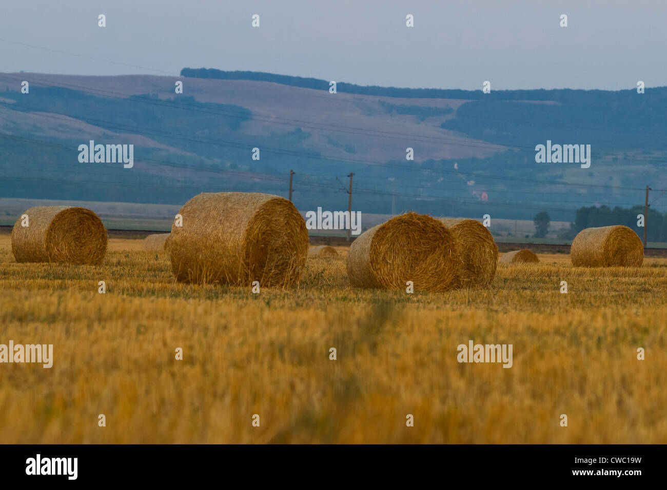 Field with bales of wheat straws (Triticum spa) at sunset Stock Photo