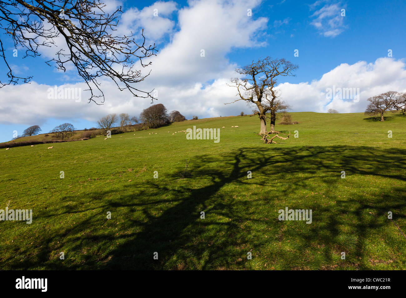 Trees in Pasture land on a hill near Bath, Somerset, UK Stock Photo Alamy