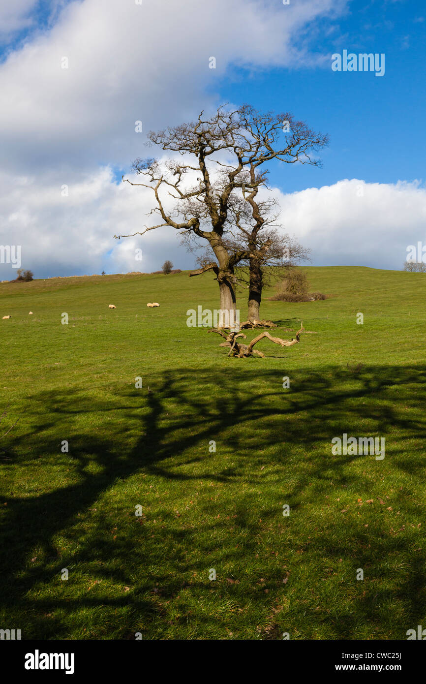 Trees in Pasture land on a hill near Bath, Somerset, UK Stock Photo Alamy