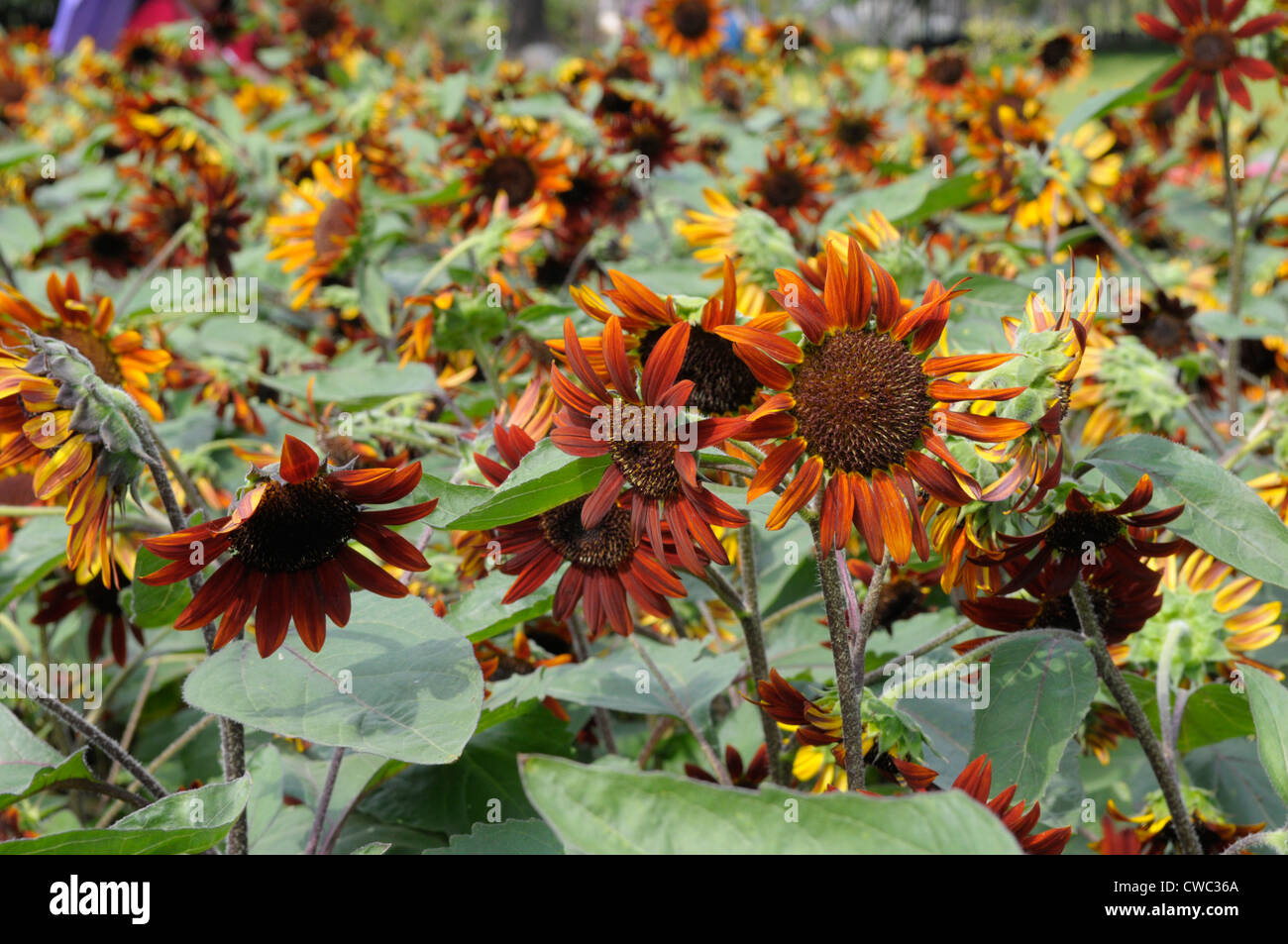 field of  orange variety of sunflower, King Rama IX Park ,bangkok, thailand Stock Photo