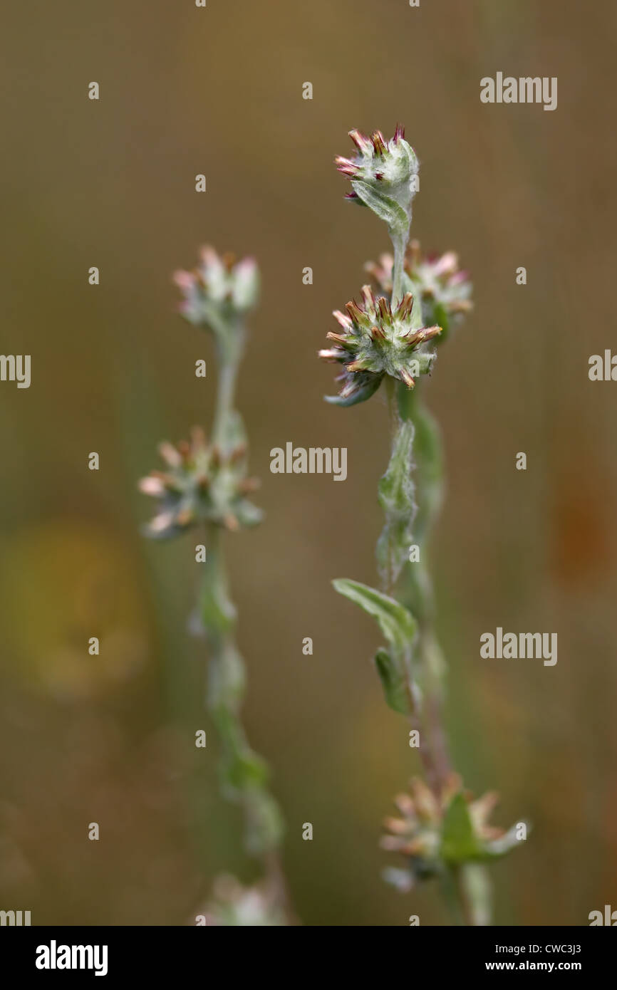 Red-tipped Cudweed (Filago lutescens) Stock Photo