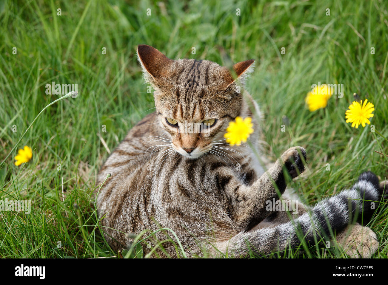 A Short Haired Domestic Cat Name Of Minnie Frolicking In A
